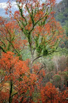 Regeneration: Regrow on Gum trees after bush fire