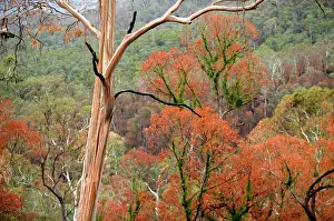 Regeneration: Regrow on Gum trees after bush fire