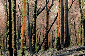 Regeneration: Regrow on Gum trees after bush fire