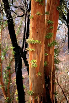 Regeneration: Regrow on Gum trees after bush fire