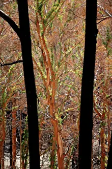 Regeneration: Regrow on Gum trees after bush fire