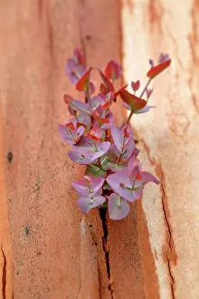 Regeneration: Regrow on Gum trees after bush fire