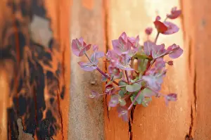 Jean-marc La Roque: Regrow on Gum trees after bush fire