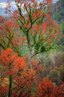 Regrowth: Regrowth on Eucalyptus trees after bushfire.Davies