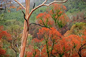 Regrowth: Regrowth on Eucalyptus trees after bushfire.Davies