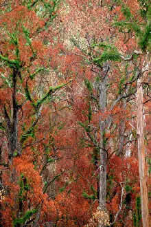 Regrowth: Regrowth on Eucalyptus trees after bushfire.Davies