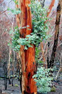 Regrowth: Regrowth on Eucalyptus trees after bushfire.Epicormic