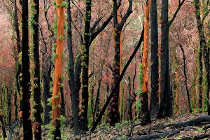 Regrowth: Regrowth on Eucalyptus trees after bushfire.Epicormic