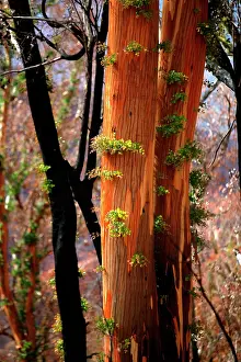 Regrowth: Regrowth on Eucalyptus trees after bushfire.Epicormic