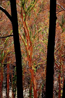Regrowth: Regrowth on Eucalyptus trees after bushfire.Epicormic