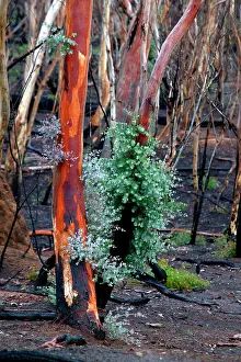 Regrowth: Regrowth on Eucalyptus trees after bushfire.Epicormic