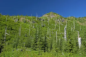 1980: Regrowth of forest amongst Dead Trees killed in