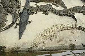 Coloration: Regular and Albino Siamese Crocodiles