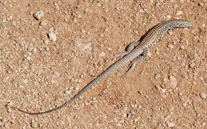 Lampropeltis: Regurgitated Whiptail
