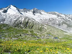 Senecio: Reichenspitz mountain range in the Zillertal