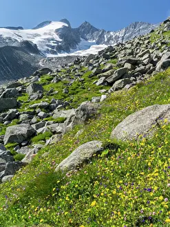 Campanula: The Reichenspitz Mountain Range in the Zillertal