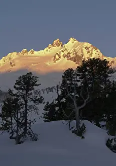 Pinus: Reichenspitze mountain range (Zillertertal