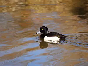 Aythya: Reiherente(Erpel) schwimmt im Wasser, Aythya fuligula