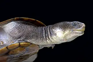Chelodina: Reimann's snake-necked turtle (Chelodina reimanni)