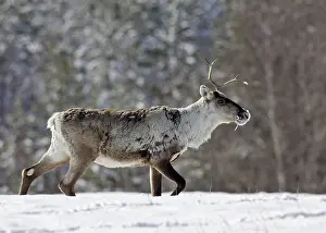 Reindeers: Reindeeer
