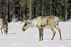 Reindeers: Reindeeer