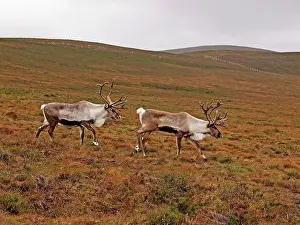 Moorlands: Reindeer