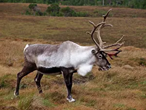 Moorlands: Reindeer