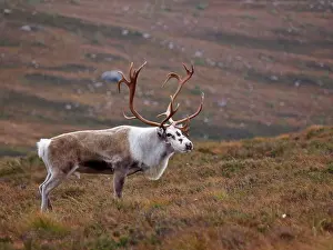 Moorlands: Reindeer