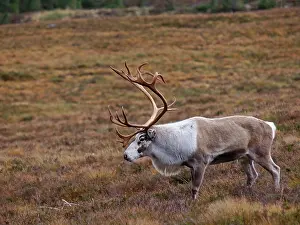 Moorlands: Reindeer