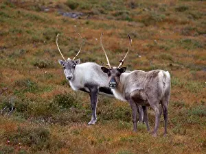Moorlands: Reindeer