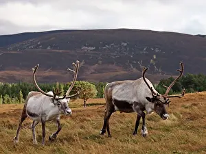 Moorlands: Reindeer