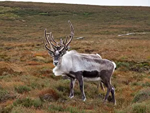 Moorlands: Reindeer