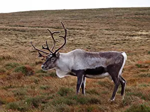 Moorlands: Reindeer