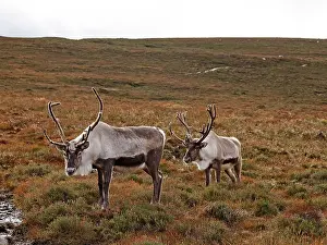 Moorlands: Reindeer