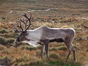Moorlands: Reindeer