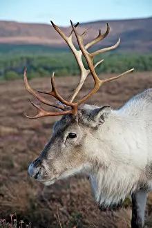 Reindeers: Reindeer