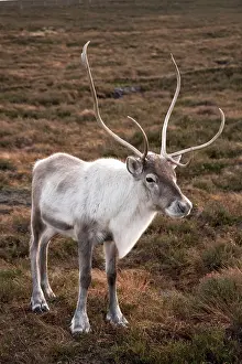 Reindeers: Reindeer