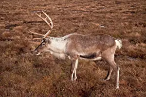 Reindeers: Reindeer
