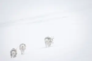 Subarctic: Reindeer