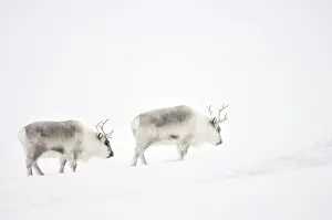 Subarctic: Reindeer