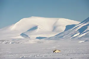 Adventdalen: Reindeer