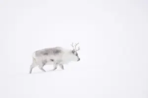 Subarctic: Reindeer