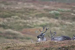 Raining: Reindeer