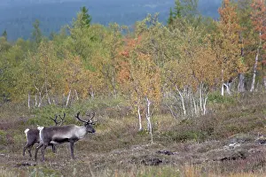 Subspecies: Reindeer