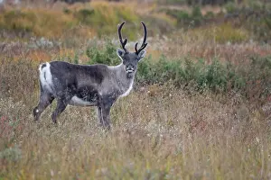 Cloven: Reindeer