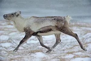 Snowstorm: Reindeer