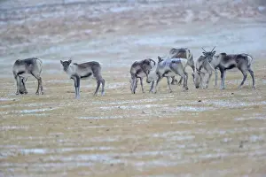 Sout: Reindeer
