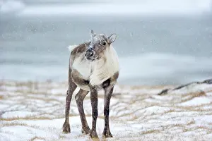 Snowstorm: Reindeer