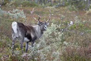 Cloven: Reindeer