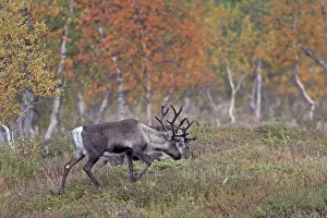 Subspecies: Reindeer